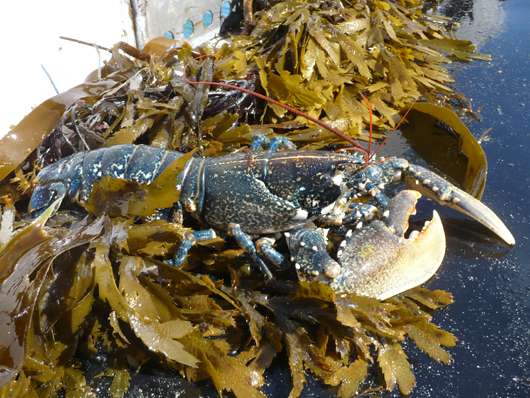 Homard des Minquiers